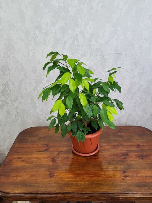Фикус Бенджамина, комнатное растение