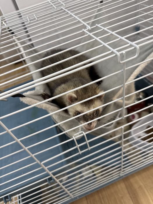 Продам харька 5 месяцев