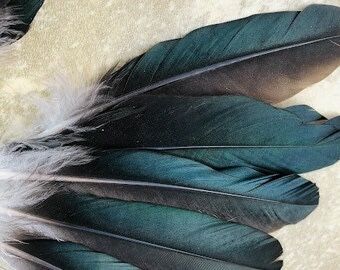 Pene de rata 25 bucati