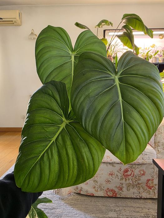 Philodendron Dean McDowell