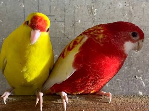 Кокарики шымкент