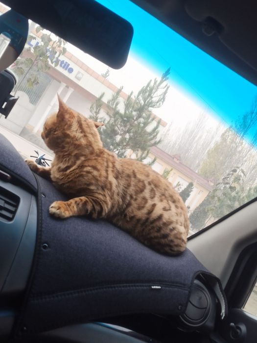 Bengal mushuk sotiladi erkak yoshi malum emas