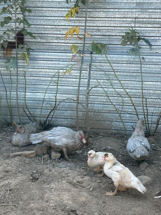 Продам индаутка лаванда