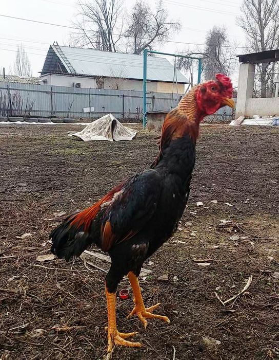 Дакан бойцовский петух.