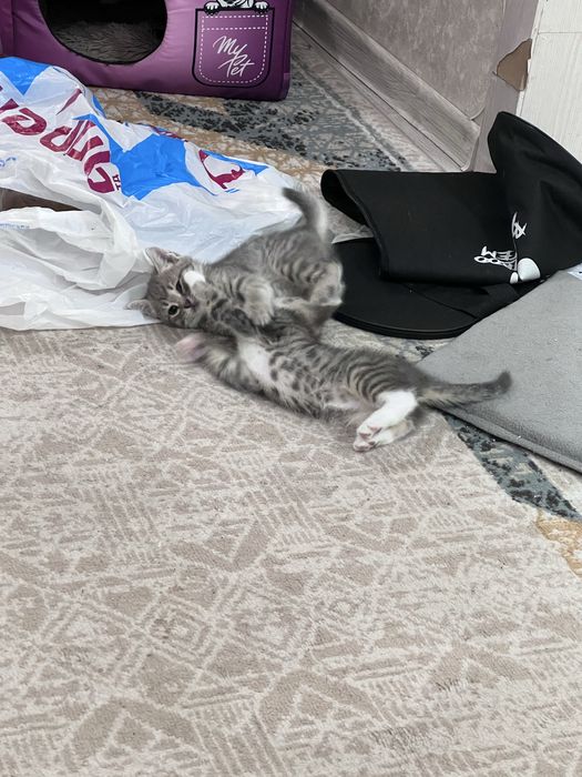 Продам котят британцев