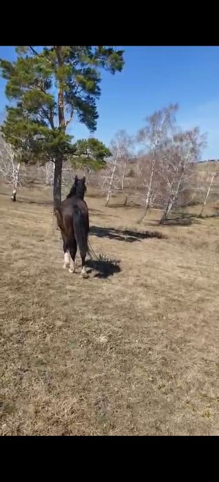 продам айгыр 6 летка мінгі уыйрде болған