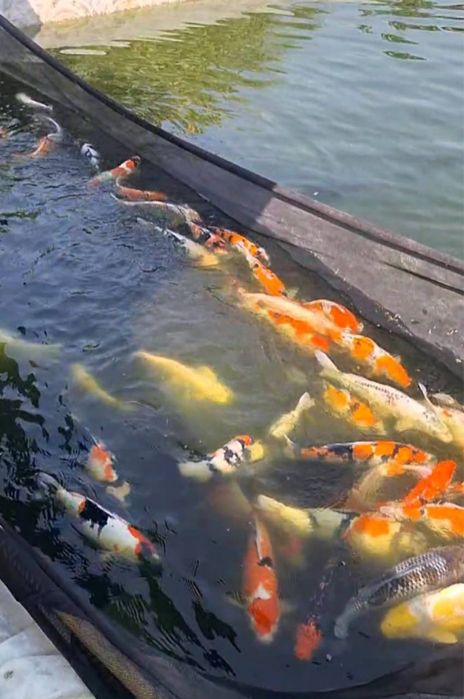 Кои рыба для пруда