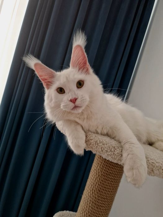 Котята мейн-кун из питомника