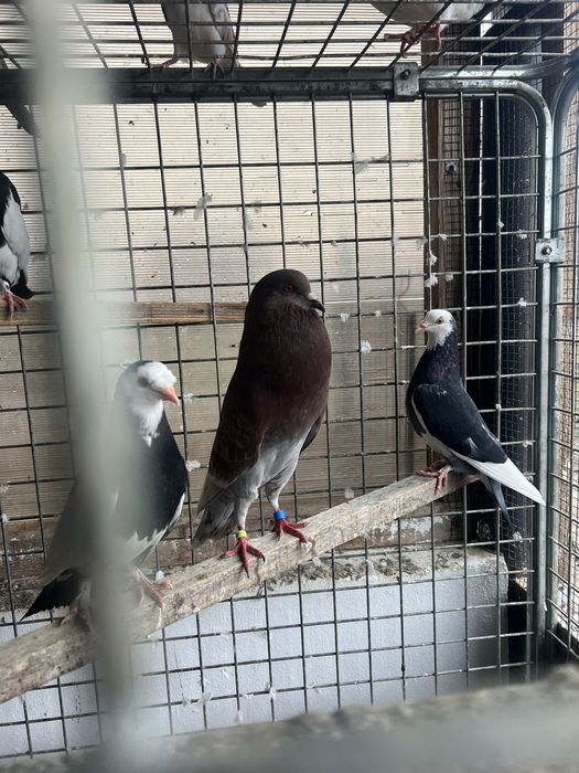 Disponibili porumbei jucatori