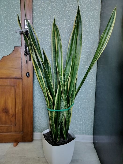 Цветок сансевиерия.