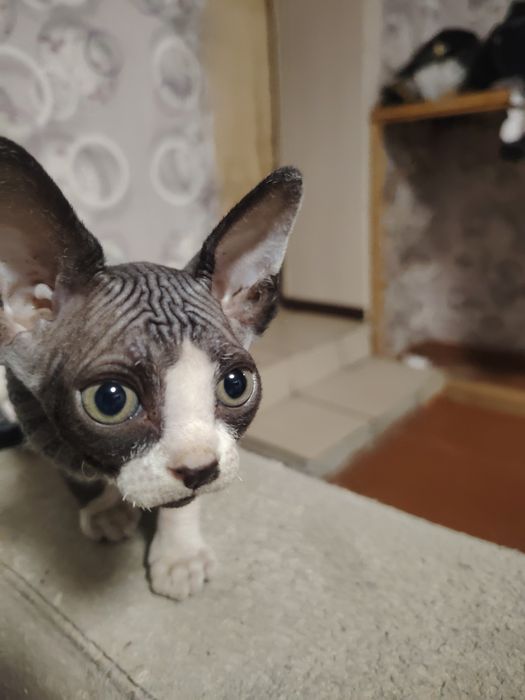 Котик 2 мес, Канадский сфинкс.