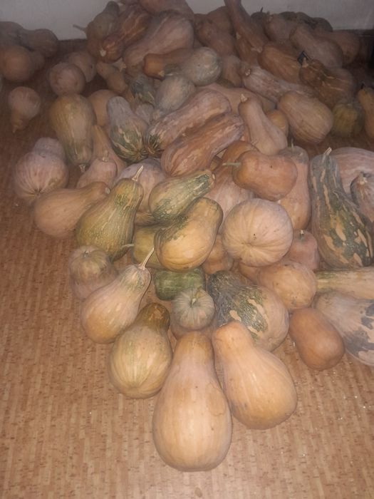 Продам мантную тыкву