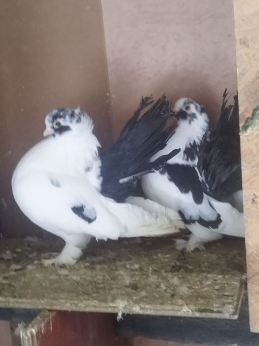 Porumbei voiajori și ornament