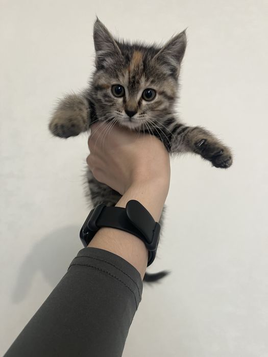 Котенок девочка 2 мес в добрые руки
