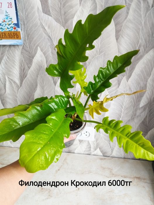 Цветы Монстера Бурле макс, филодендрон