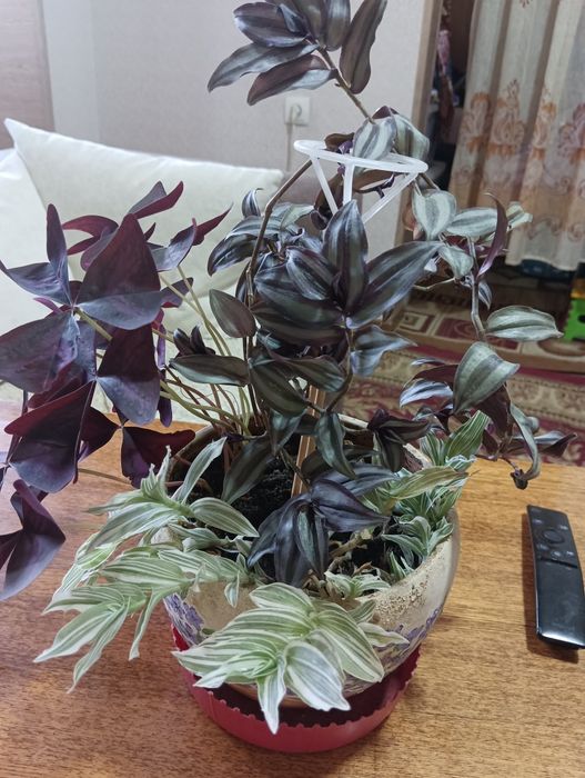 Продам набор цветов