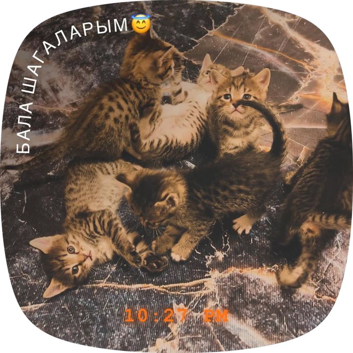 Бесплатно кошка