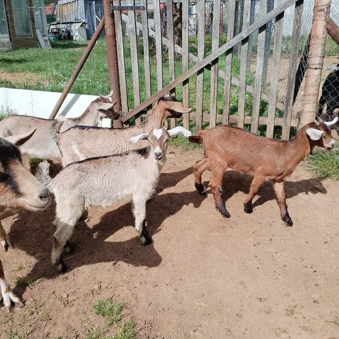 Vând doua iede e