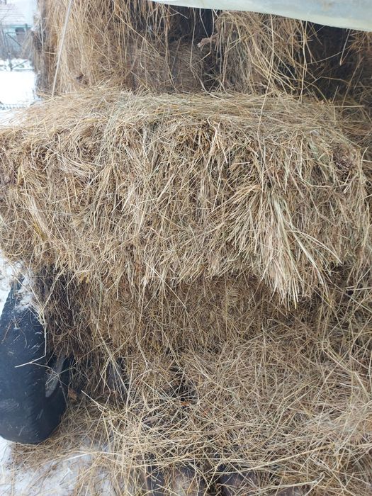 Furaje pentru animale