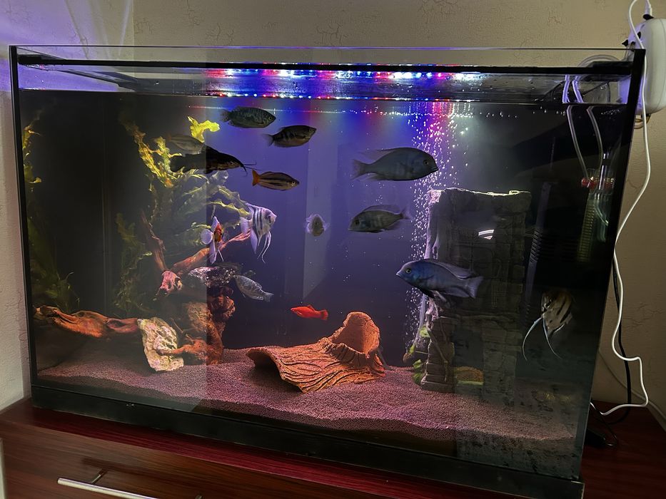 Продам аквариум 200л с содержимым