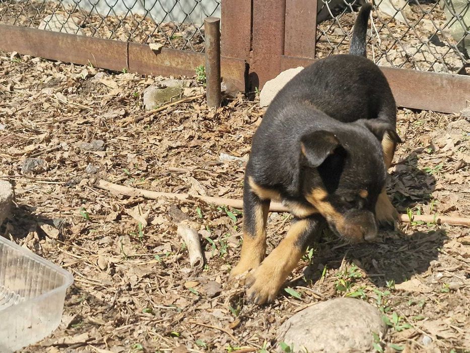 Отдам щенков в хорошие руки