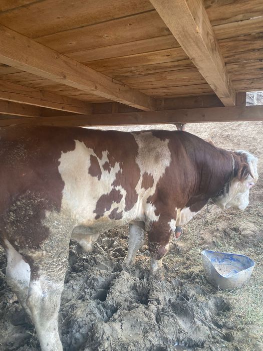 Taur- Bălțată româneasca- 1 an+ - bine dezvoltat