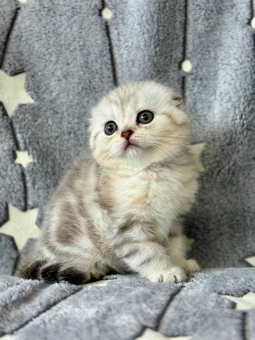 шикарная кукольная девочка