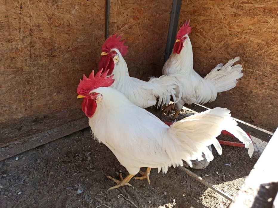 Инкубационое яицо