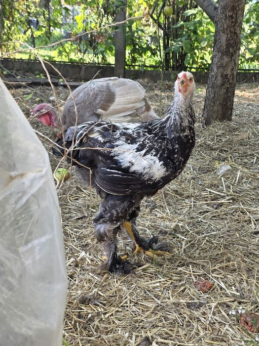 Cocoși Australorp negru și Brahma