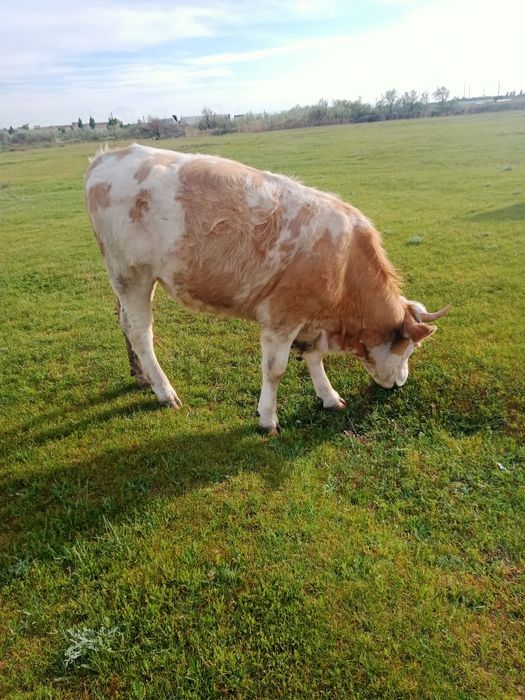 Сименталь сиыры сатылады