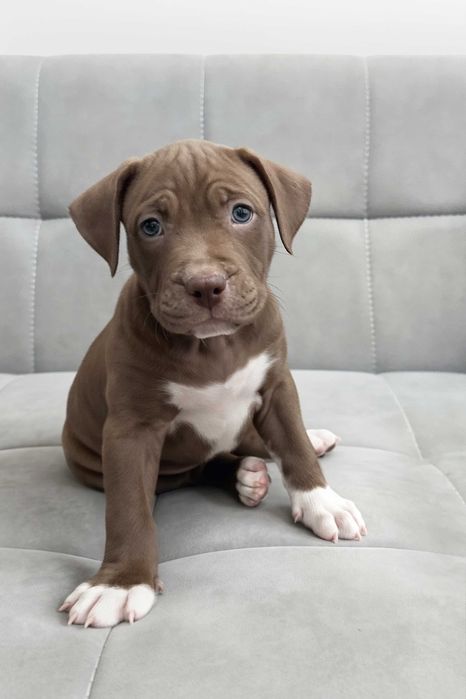 Продаются щенки американского питбуля RED NOSE/pitbuli kuchuklari