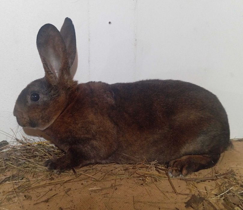 Кролики рекс разных возрастов и окрасов. (Не декоративные)