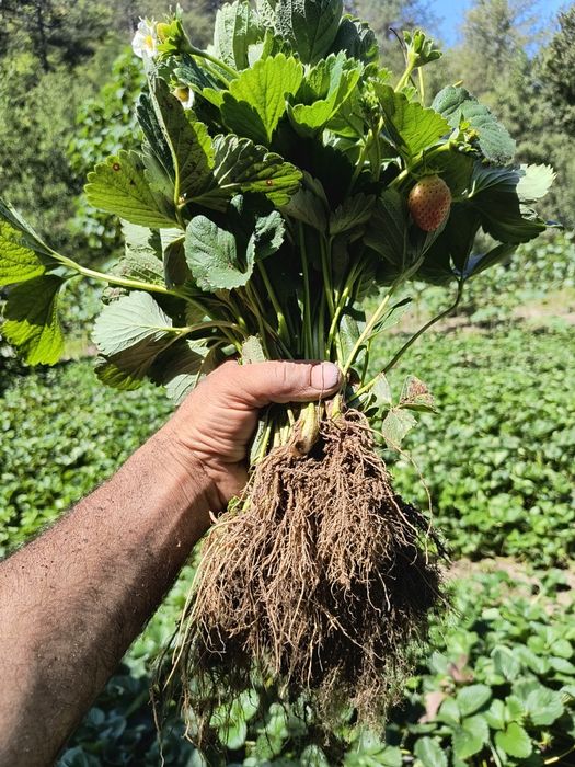 Разсад ягоди , малини и къпини