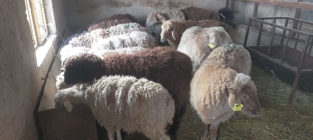 Продам баран откорм цена 75 тысяч