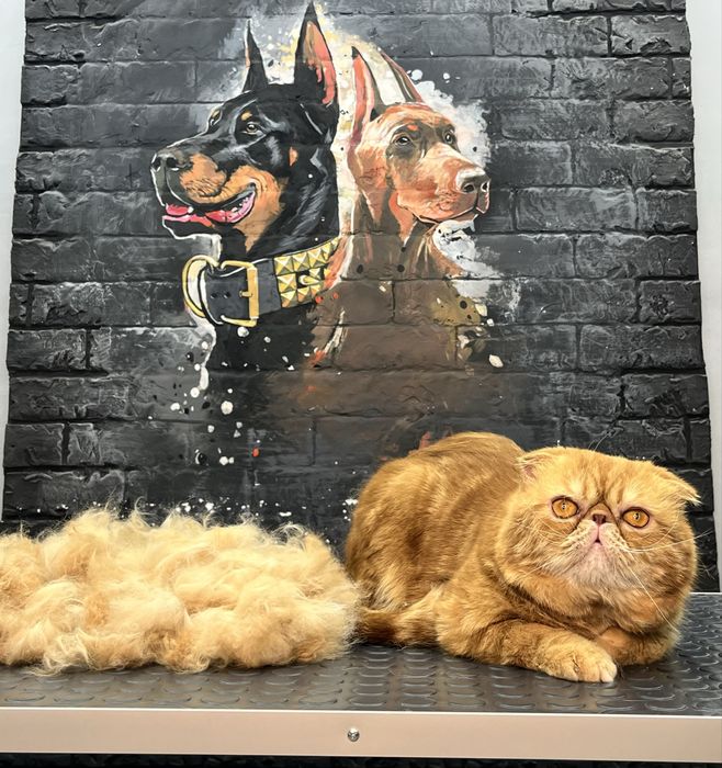 Стрижка и выческа кошек. Салон «ALIS GROOM» ориентир Мега Планет