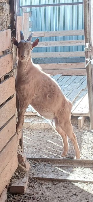 Теке лақ сатылады.