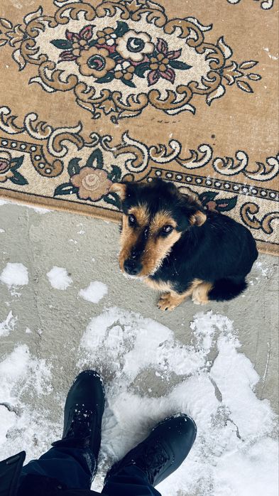 Метис ягтерьер и руский спаниель