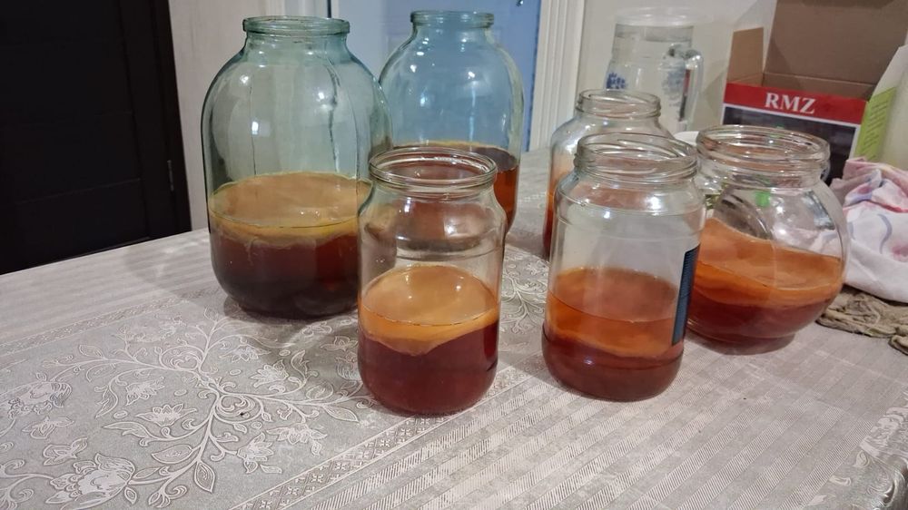 Чайный гриб для комбучи