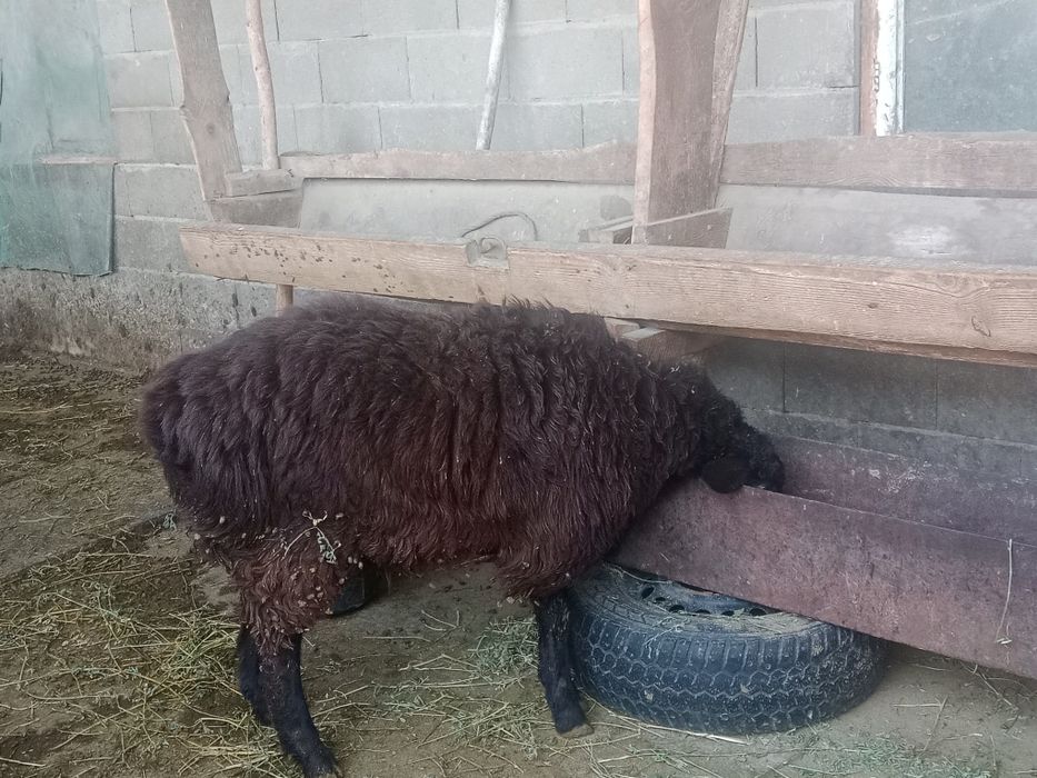 Продам кошкара гиссар