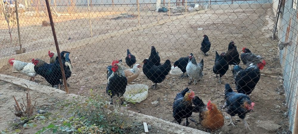 Куры домашние несушки