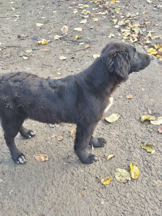 Ciobanesc Corb femelă