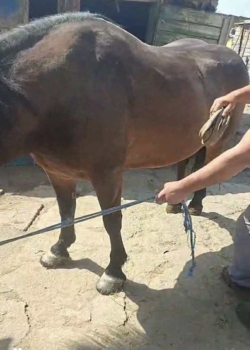 Vând iapa semi grea