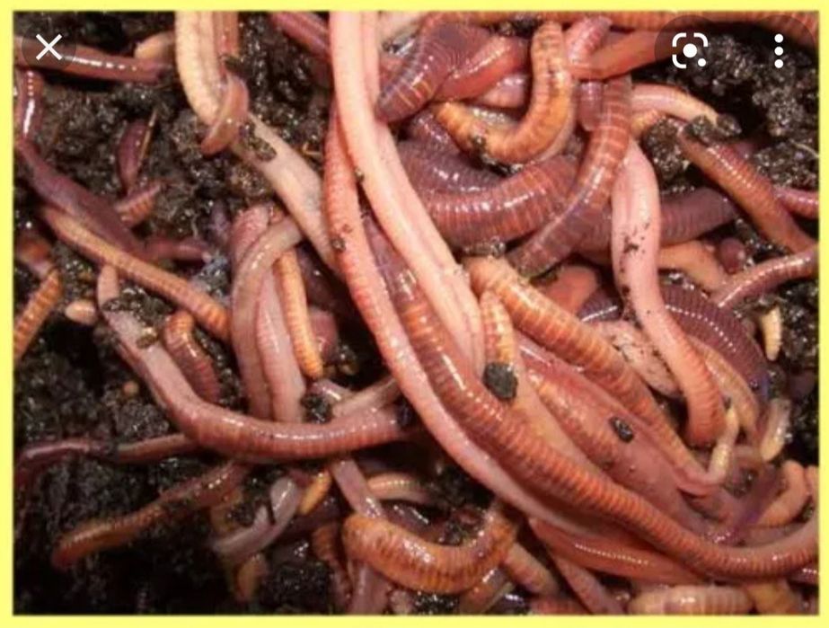 Biogumus va Kaliforniya qizil chuvalchanglari