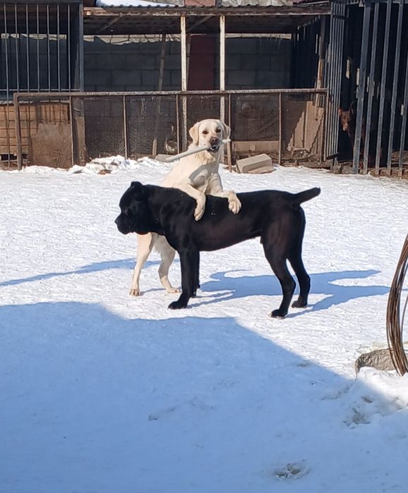 Зоогостиница,  передержка животных.