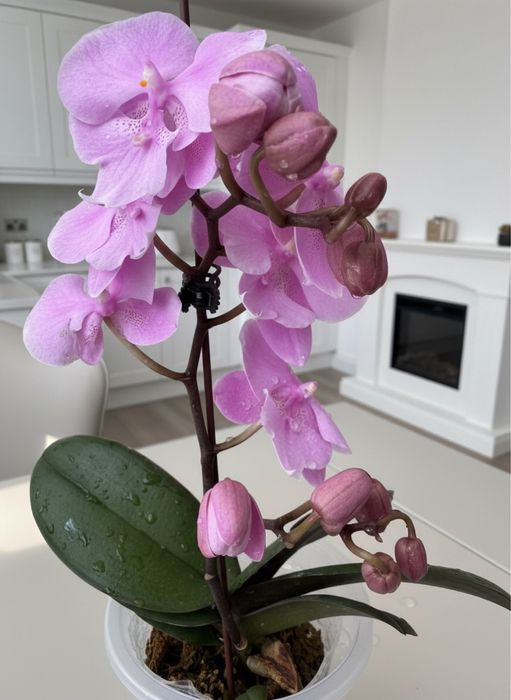 Орхидеи  9 сортов