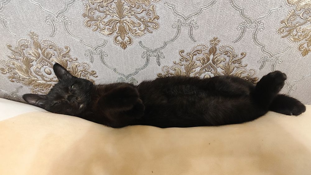 Котёнок (девочка) ищет дом