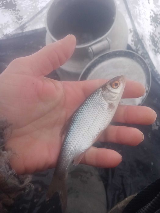 Продам живца плотва