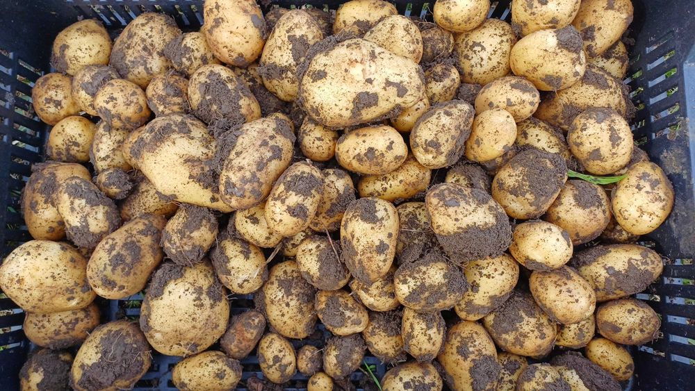 Cartofi Frieslander: Ideali pentru Salate și Supe