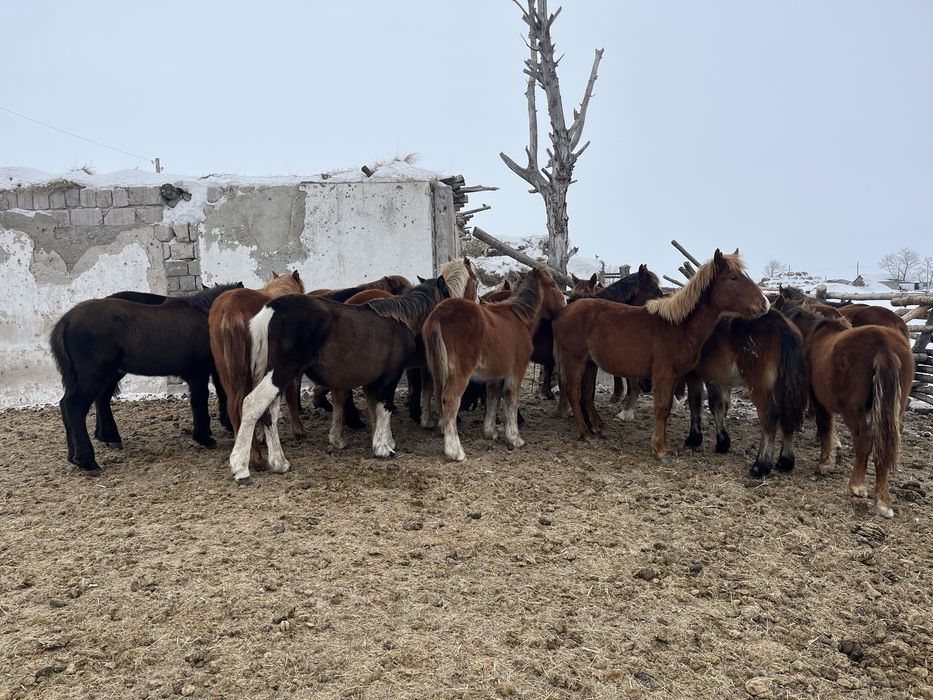 Продам тай оптом