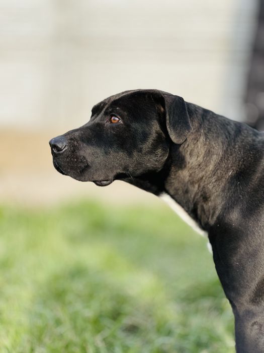 Нирвана. Питбуль девочка. Добрая